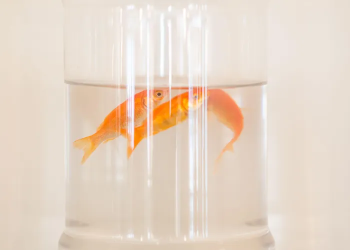 Regina Mare 3* Kateríni